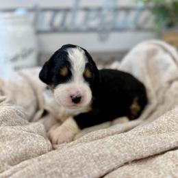 Miss Beautiful - Tri-color female Bernedoodle puppy in Hegins, Pennsylvania from Bubbling Springs Doodles, LLC
