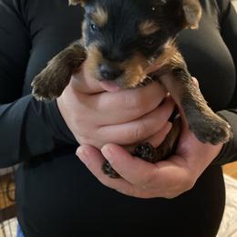 Boy 3 - Black and tan male Yorkshire Terrier puppy in Ceres, California from Mr.Yorkie