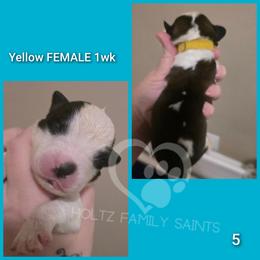 Yellow Female - White and brown female Saint Bernard puppy in Kaukauna, Wisconsin from Holtz Family Saints