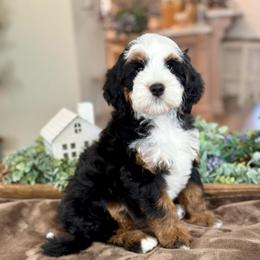 Hadley - Tri-color female Bernedoodle puppy in Temecula, California from Brookside Bernedoodles