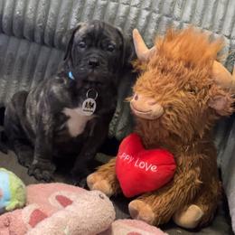 Nick - Red brindle male Bullmastiff puppy in South Attleboro, Massachusetts from Bessettes Bullies