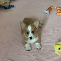 Cardigan Welsh Corgi Puppies from Penfro Corgis