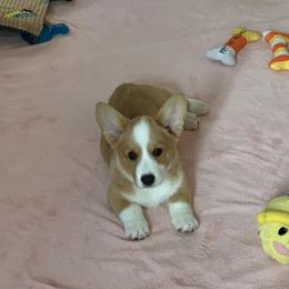 Cardigan Welsh Corgi Puppies from Penfro Corgis