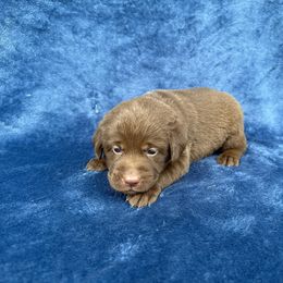 2nd born - Chocolate female Labrador Retriever puppy in Antwerp, Ohio from Clark’s Loyal Labradors