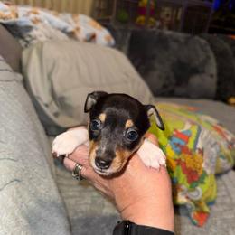 Pup D - White black and tan female Toy Fox Terrier puppy in Clermont, Florida from Debbie Hiles's Toy Fox Terriers