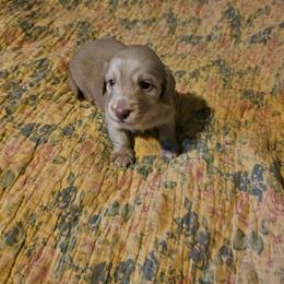 Cracker Jack - Red male Dachshund puppy in Lebanon, Oregon from Willow Moons Dachshunds