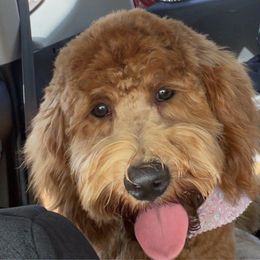 Ruby - Goldendoodle