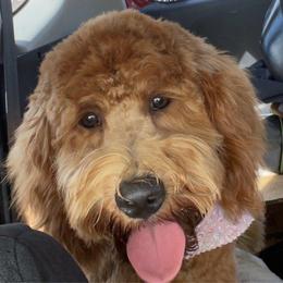 Ruby - Goldendoodle