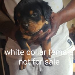 Girl 4 - Rottweiler puppy in Maplewood Park, Ohio from Outlaw Rottweilers and Training