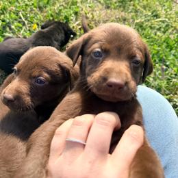 Orange - Chocolate male Labrador Retriever puppy in Millville, New Jersey from Creekside Canines