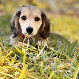 Dachshund Puppies from Meadow Ridge Dachshunds