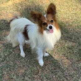 Mitzi - Papillon