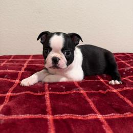 Double Haggery dot boy - Black brindle and white male Boston Terrier puppy in Madera Acres, California from Muggin Bostons Terriers and Mini Dachshund