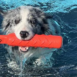 Australian Shepherds and Border Collies from Lightspeed Kennels