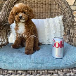 Bo - Cavapoo