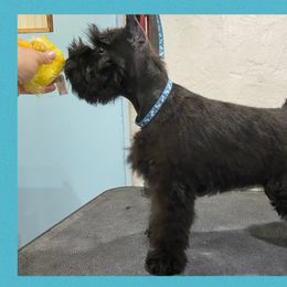 Giant Schnauzers and Miniature Schnauzers from Kalidor Kennels