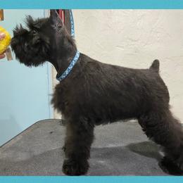 Giant Schnauzers and Miniature Schnauzers from Kalidor Kennels