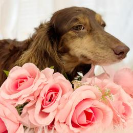 Pebbles - Dachshund