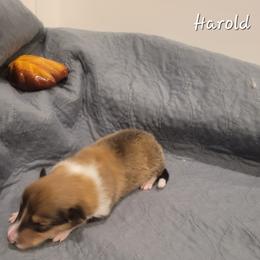 Harold - Sable and white male Collie puppy in Mattoon, Illinois from Gold Leaf Collies