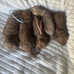 Mint Collar AKC - Red  female Poodle puppy in Powder Springs, Georgia from West Cobb Dogs