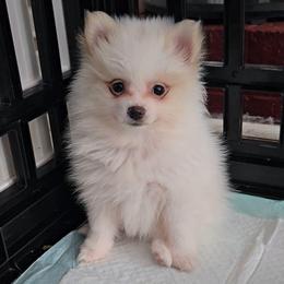 Leia - White female Pomeranian puppy in Newport News, Virginia from Itty Bitty Poms