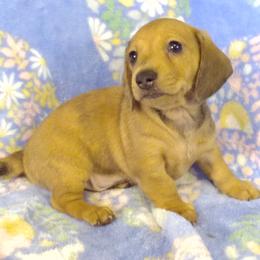 AKC-Luke - Dapple male Dachshund puppy in Albertville, Alabama from Jana Rae's