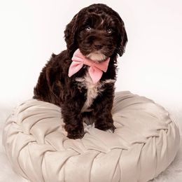 Australian Labradoodle Puppies from Sunny Day Doodles