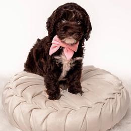 Australian Labradoodle Puppies from Sunny Day Doodles