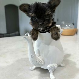 Kingston - Black and tan male Yorkshire Terrier puppy in Yukon, Oklahoma from Tiffs Yorkie babies