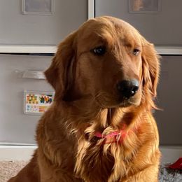 Venus - Golden Retriever