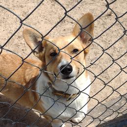 Toshi - Pembroke Welsh Corgi