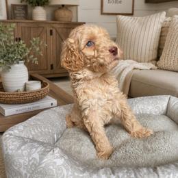 Yellow collar - Cream female Goldendoodle puppy in Christiana, Tennessee from Rechlicz Family Doodles