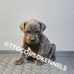 Cane Corso Puppies from Trained To Go Corso Kennels (T.T.G. Corso Kennels)