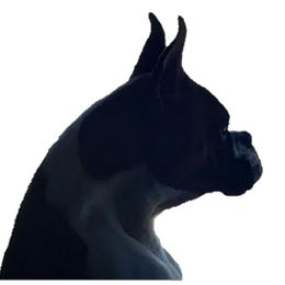 Boxer puppies from Belvo Boxers