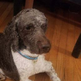 Miniature Schnauzers and Poodles from Bits & Bytes Farm