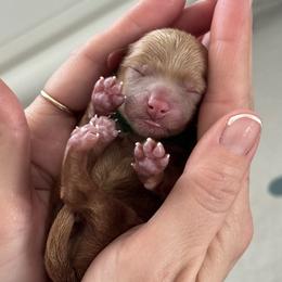 Boy 1 - male Havapoo puppy in Marquand, Missouri from Perfectly Playful Doodles