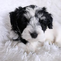 Miniature Schnauzer Puppies from PartiLife Miniature Schnauzers