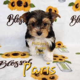 Paris - Parti female Yorkshire Terrier puppy in Adair, Oklahoma from Phillippe's Puppy Paws