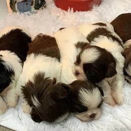Shih Tzus from LunaPaws