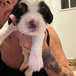Girl 3 - Black and white female English Springer Spaniel puppy in Lufkin, Texas from Shifletknight Springer Spaniels