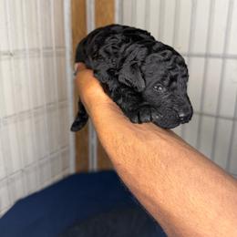 Minnie - Black female Poodle puppy in Fort Lauderdale, Florida from SoFlo Standard Poodles