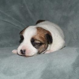 Edy Boy 2 - White and tan male Russell Terrier puppy in Middletown, Virginia from DBF Russell Terriers