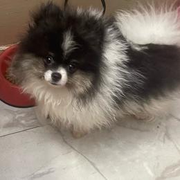 Panda - Black parti female Pomeranian puppy in Avon Park, Florida from Mariska's Pomeranians