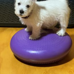 West Highland White Terrier Puppies from Must Love Westie Dogs