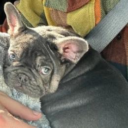French Bulldogs and Miniature Schnauzers from Olivia's Miniature Schnauzer's and French Bulldogs