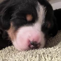 Beauceron, Greater Swiss Mountain Dog, and Nederlandse Kooikerhondje Puppies from Blackamber Swissies Beaucerons Ambermoon Kooikerhondje