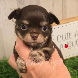 Vegas - Chocolate and tan male Chihuahua puppy in Bowdon, Georgia from Paschal's Pups