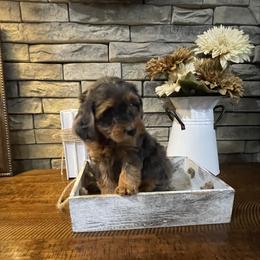 Lainey - Merle female Goldendoodle puppy in Hackleburg, Alabama from The Doodle Patch
