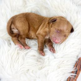 Female Two - Red  female Goldendoodle puppy in Davison, Michigan from Dreaming Doodles