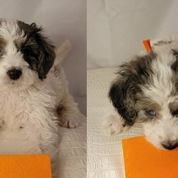 Girl 4 - Merle Goldendoodle puppy in Coon Rapids, Minnesota from MN Celestial Doodles